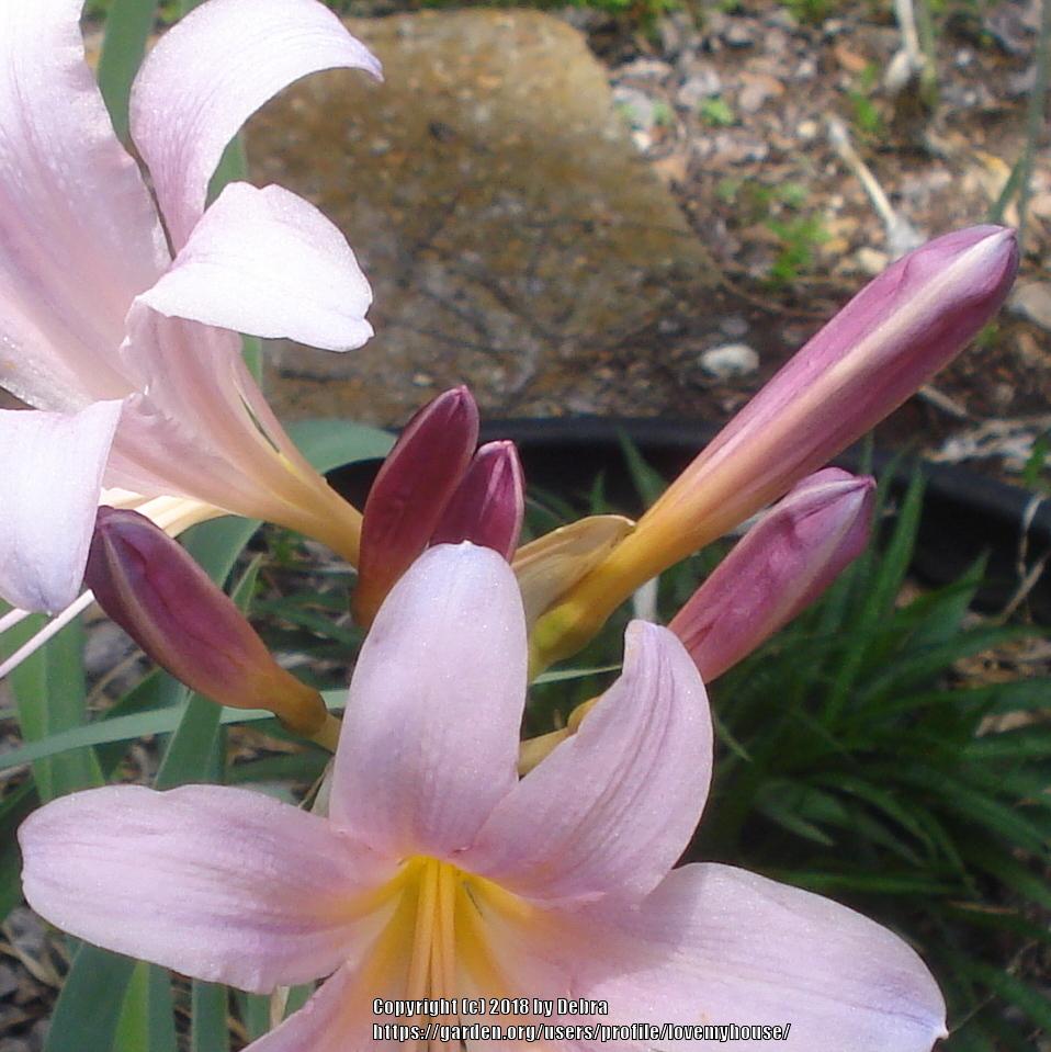Photo of Surprise Lily (Lycoris squamigera) uploaded by lovemyhouse
