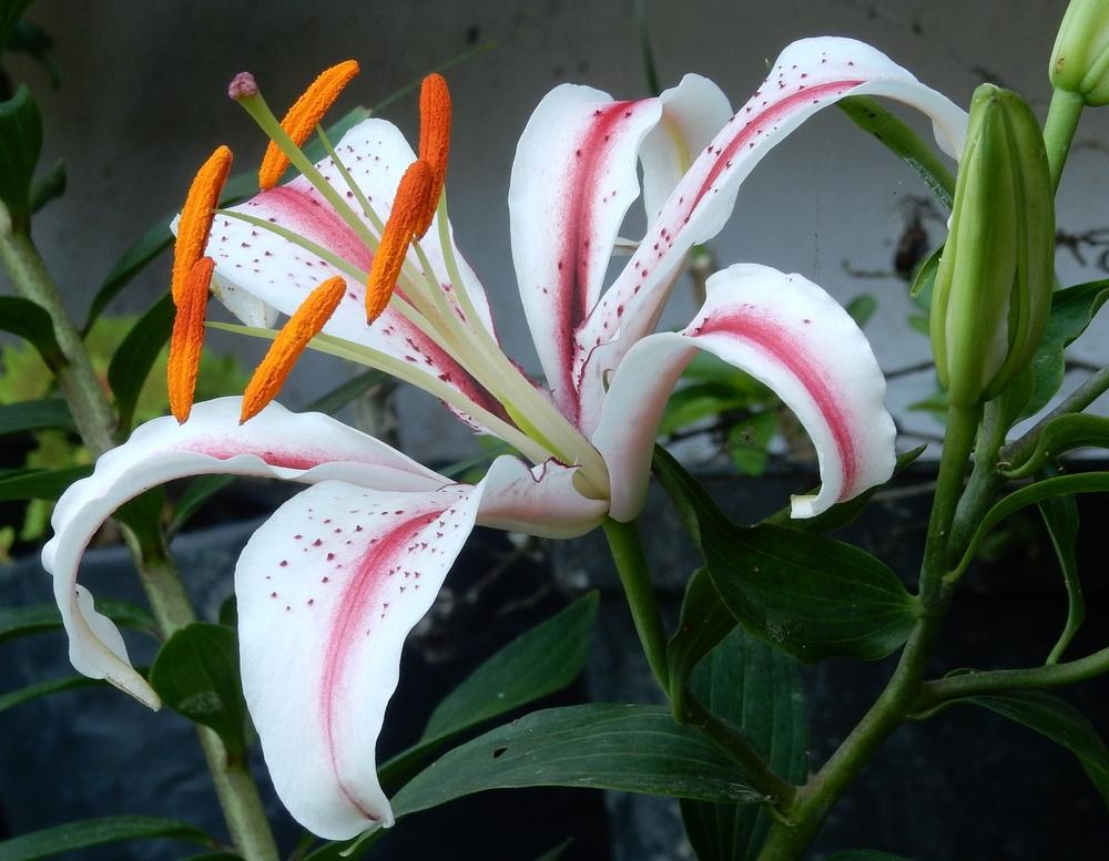 Photo of Lilies (Lilium) uploaded by tofitropic