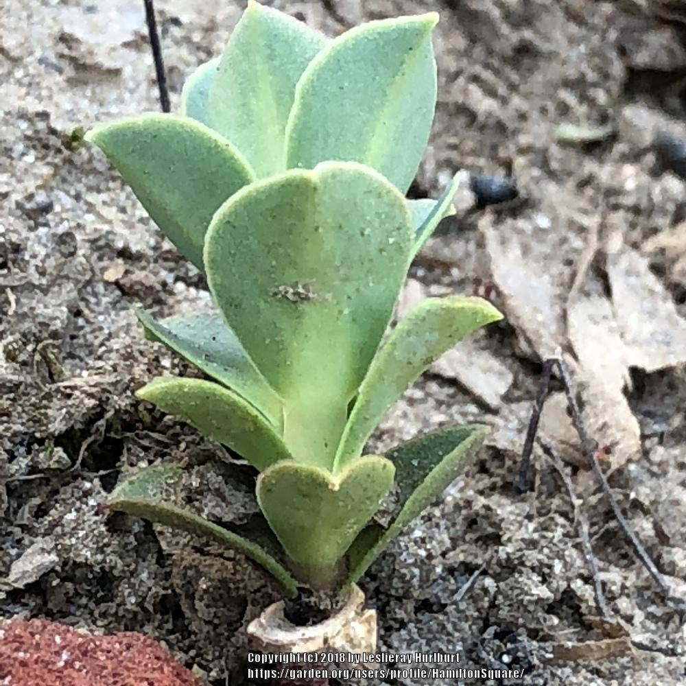 Photo of Donkey Tail (Euphorbia myrsinites) uploaded by HamiltonSquare