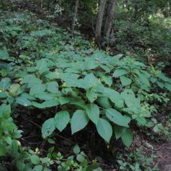 Location: Sadsbury Preserve near Coatesville, PA
Date: 2015-08-21
a patch in the woods