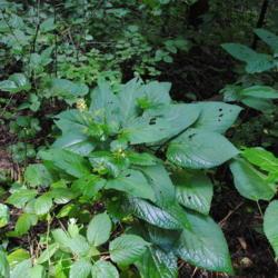 Location: Sadsbury Preserve near Coatesville, PA
Date: 2015-08-21
top of plants