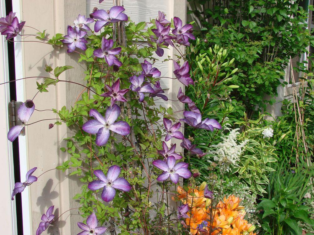 Photo of Clematis (Clematis viticella 'Venosa Violacea') uploaded by Joy