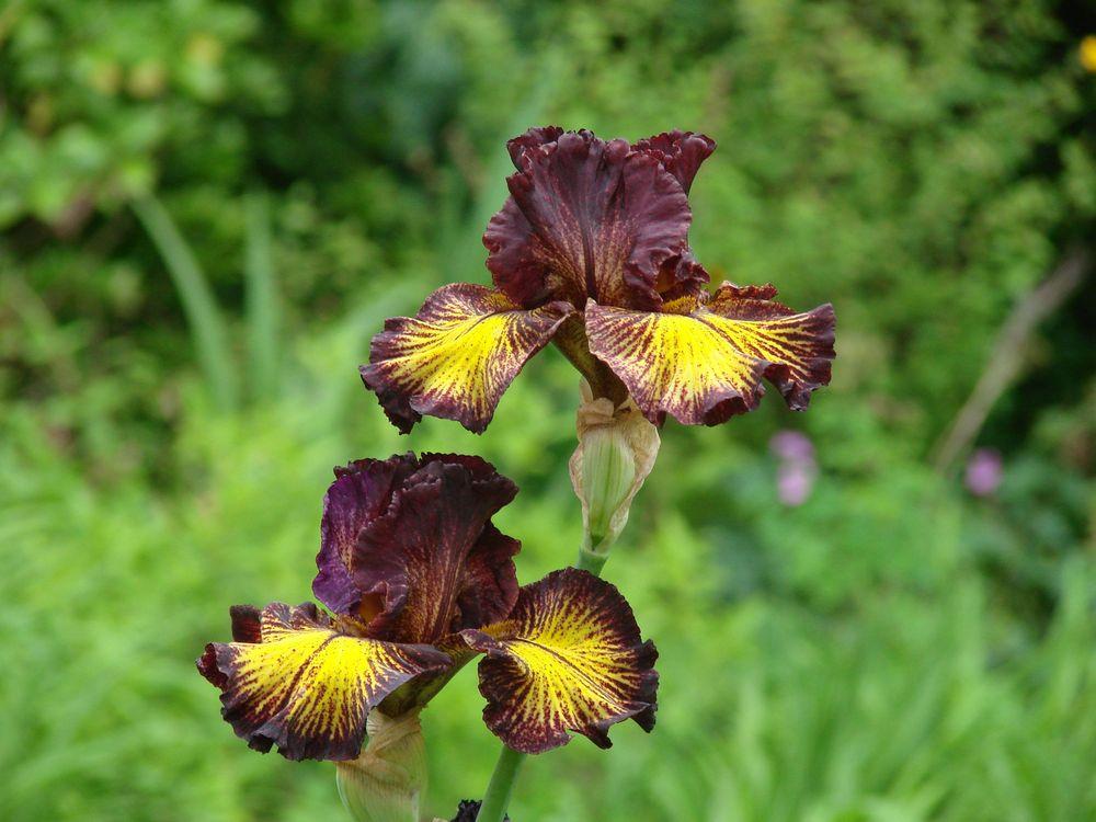 Photo of Tall Bearded Iris (Iris 'Tuscan Summer') uploaded by Joy