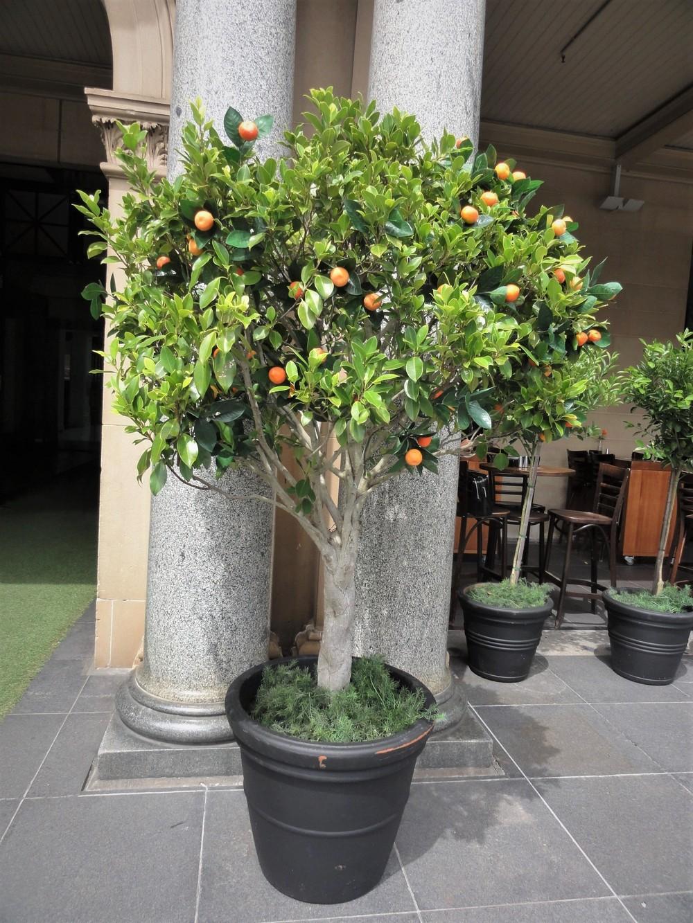 Photo of Kumquat (Citrus japonica) uploaded by carolem
