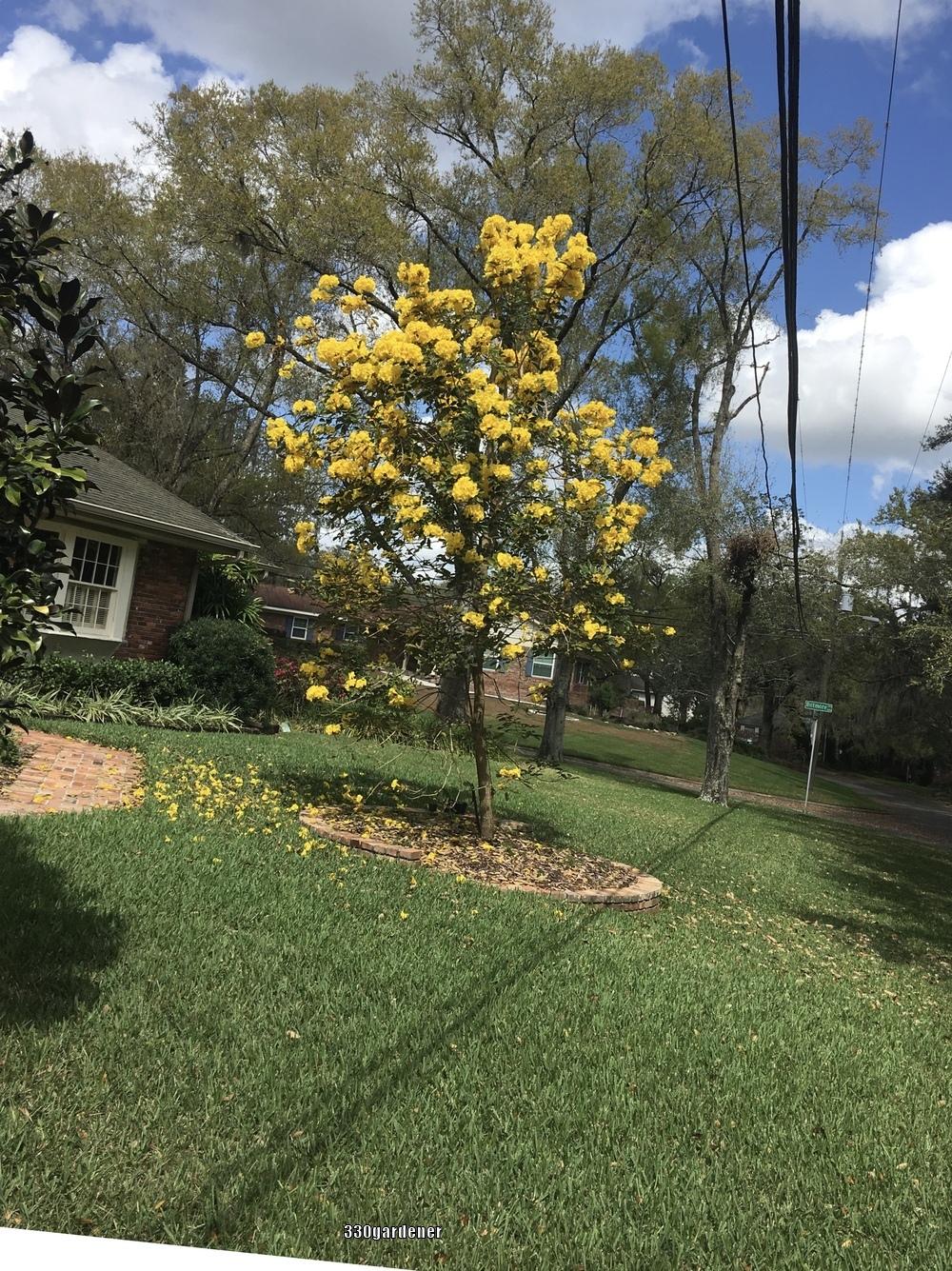 Photo of Golden Trumpet Tree (Handroanthus chrysotrichus) uploaded by crawgarden
