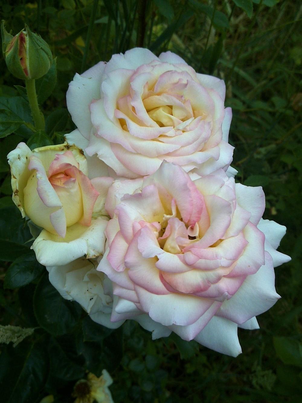Photo of Hybrid Tea Rose (Rosa 'Peace') uploaded by manueldalmeida