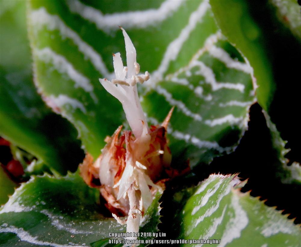 Photo of Earth Star (Cryptanthus) uploaded by plantladylin