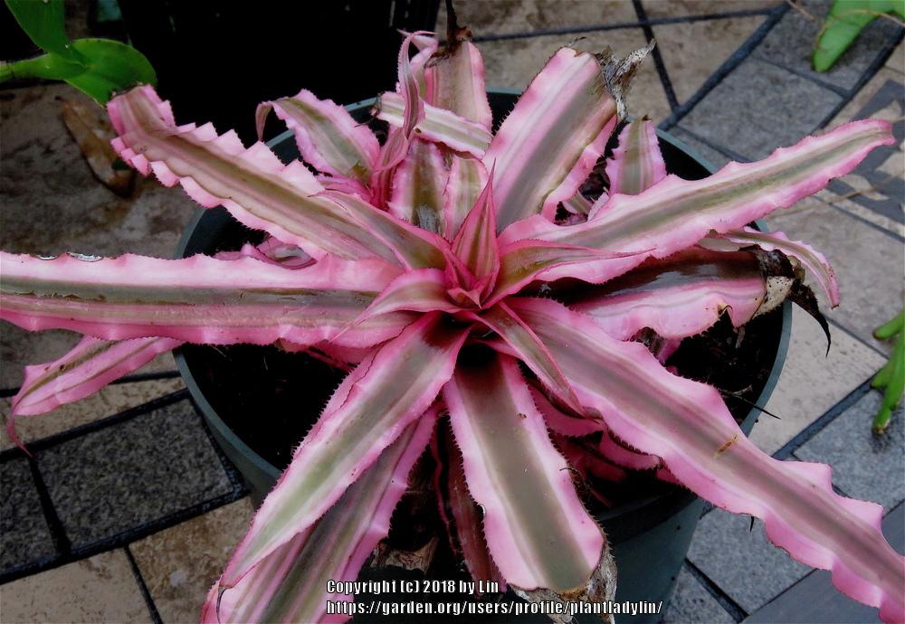 Photo of Earth Star (Cryptanthus bivittatus 'Pink Starlite') uploaded by plantladylin