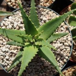 Location: Baja California
Date: 2018-02-27
Aloe melanacantha x arborescens