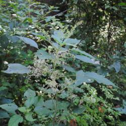 Location: Pennypack Park in Philadelphia, PA
Date: 2017-08-17
flower clusters among foliage