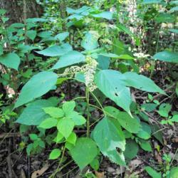 Location: Pennypack Park in Philadelphia, PA
Date: 2017-08-17
a plant in bloom