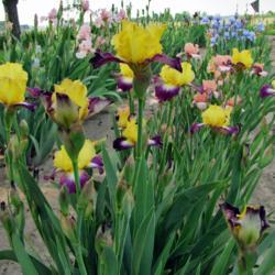 Location: My Gardens
Date: May 26, 2014
Go For Bold In Front Row of Border Bearded Irises