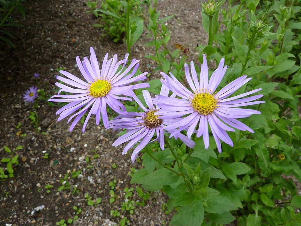 Photo of Aster (Aster x frikartii 'Monch') uploaded by robertduval14