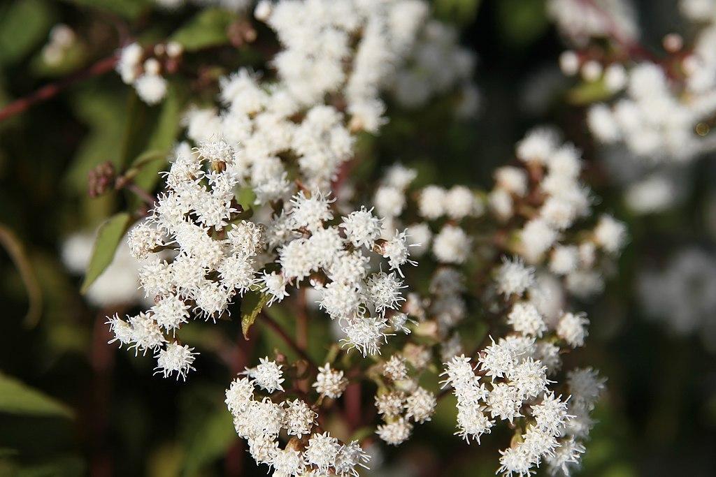 Photo of White Snakeroot (Ageratina altissima 'Chocolate') uploaded by robertduval14