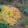 E. koreanum (not grandiflorum): yellow fall color
