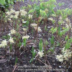 Location: Massachusetts garden
Date: May 6, 2008
E. koreanum (not grandiflorum): flowers before the leaves expand,