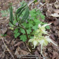 Location: Massachusetts garden
Date: April 29, 2013
E. koreanum (not grandiflorum): emerging leaf stalk with flower p