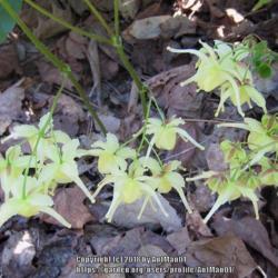 Location: Massachusetts garden
Date: May 5, 2013
E. koreanum (not grandiflorum): detail of flower pedicel attachme