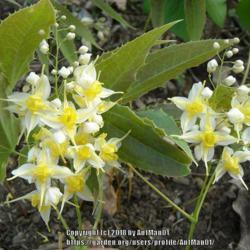 Location: Massachusetts garden
Date: April 4, 2009
"spiny-leaf form", detail of flowers, buds, sepals, spurs
