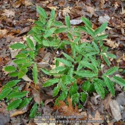 Location: Massachusetts garden
Date: November 18, 2009
"spiny leaf form", evergreen foliage, stays green throughout wint