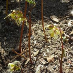 Location: Massachusetts garden
Date: April 15, 2010
E. koreanum (not grandiflorum): disposition of short flower stalk