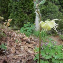 Location: Massachusetts garden
Date: April 29, 2013
E. koreanum (not grandiflorum): naked flower stalk/leaf stalk, st