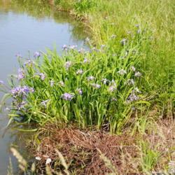 Location: Rehoboth Beach, Delaware
Date: 2017-05-25
wild patch at drainage pond of condo area