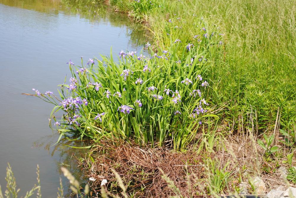 Photo of Species Iris (Iris versicolor) uploaded by ILPARW