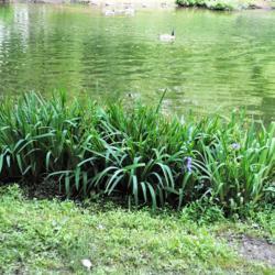 Location: Wayne, Pennsylvania
Date: 2017-06-18
plants at pond not in bloom