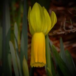 Location: Botanical Gardens of the State of Georgia...Athens, Ga
Date: 2018-02-27
Species Daffodil (Narcissus cyclamineus) 001