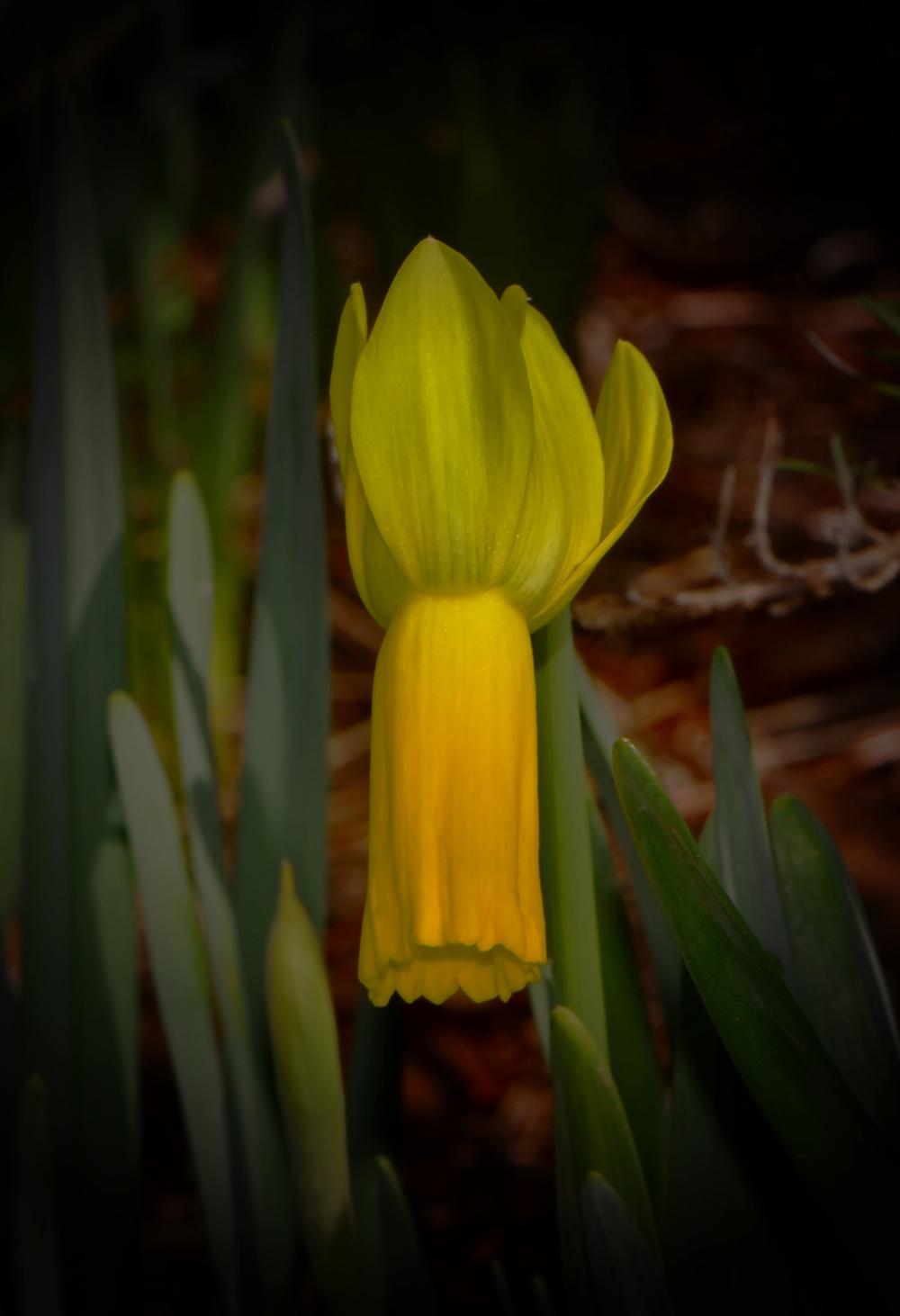 Photo of Cyclamen Daffodil (Narcissus cyclamineus) uploaded by dawiz1753