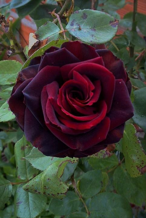Photo of Rose (Rosa 'Black Magic') uploaded by manueldalmeida