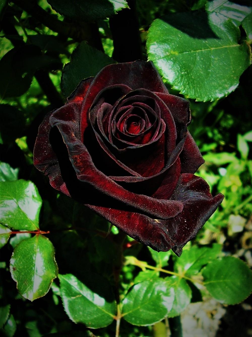 Photo of Rose (Rosa 'Black Baccara') uploaded by manueldalmeida