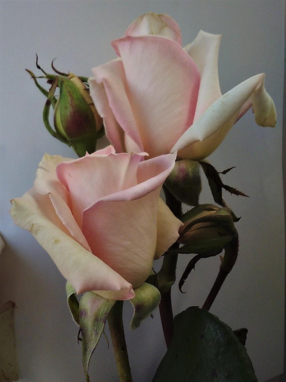 Photo of Rose (Rosa 'Sheer Bliss') uploaded by manueldalmeida