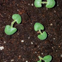 Location: Wilmington, Delaware USA
Date: 2018-03-01
Salvia viscosa cotyledons from seeds sown 2/22/2018