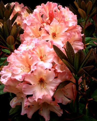 Photo of Rhododendron 'Lem's Cameo' uploaded by Joy