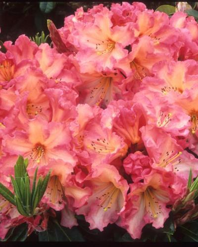 Photo of Rhododendron 'Naselle' uploaded by Joy