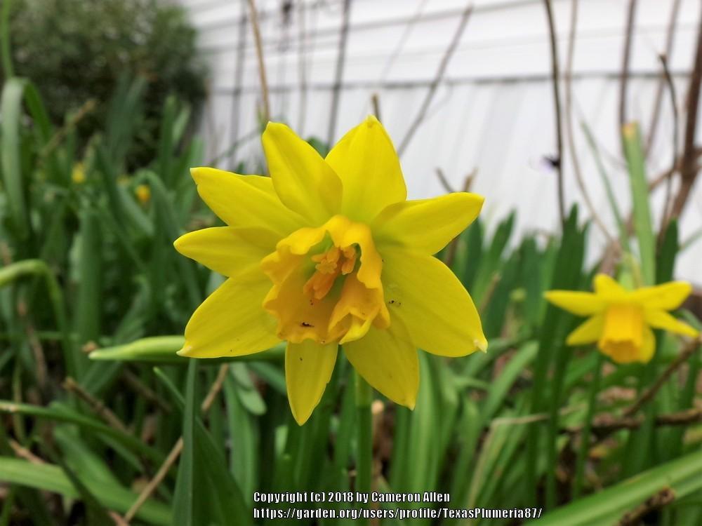 Photo of Daffodil (Narcissus 'Tete-a-Tete') uploaded by TexasPlumeria87