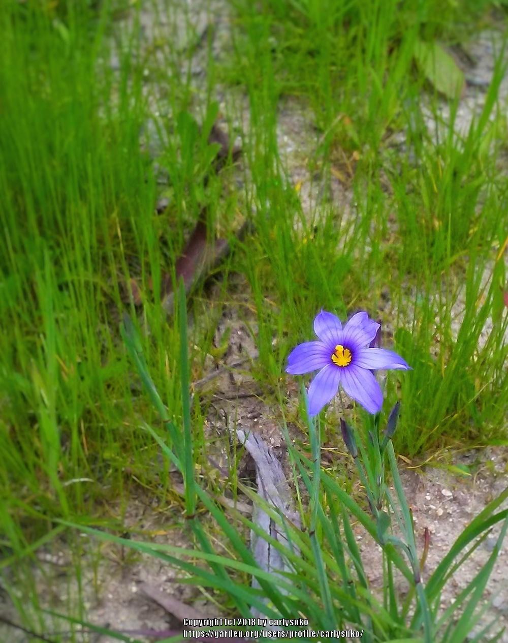 Photo of California Blue-Eyed Grass (Sisyrinchium bellum) uploaded by carlysuko