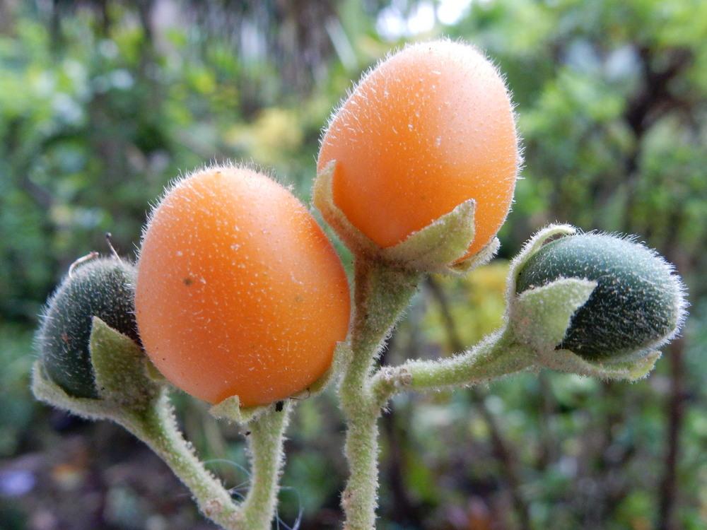 Photo of Dwarf Tamarillo (Solanum abutiloides) uploaded by tofitropic