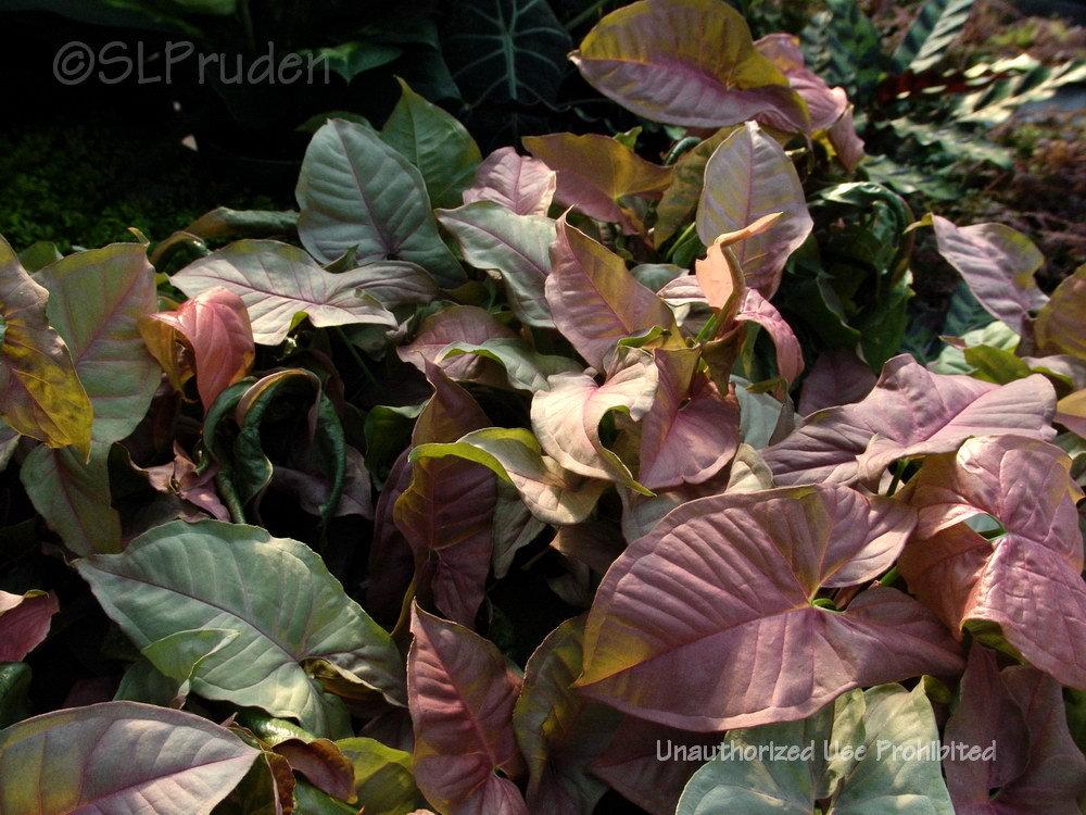 Photo of Arrowhead Vine (Syngonium podophyllum 'Neon') uploaded by DaylilySLP
