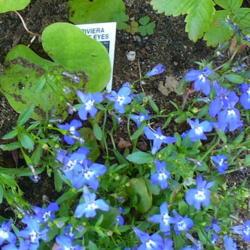 Location: Nora's Garden - Castlegar, B.C.
Date: 2017-07-10
A great classic blue and white annual Lobelia.