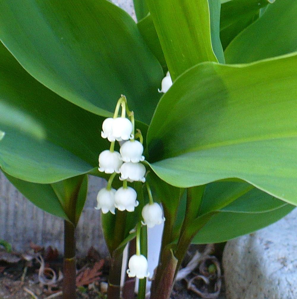 Photo of Lilies of the Valley (Convallaria) uploaded by HemNorth