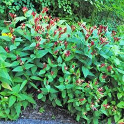 Location: Jenkins Arboretum in Berwyn, Pennsylvania
Date: 2012-06-10
plants in bloom