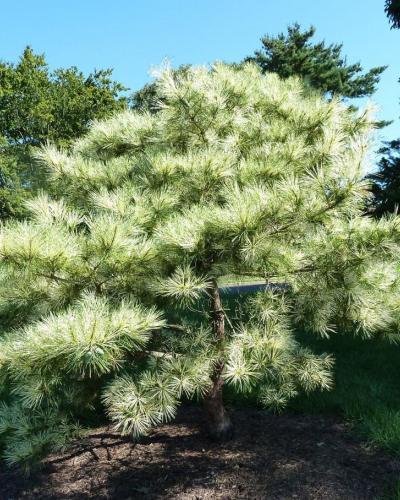 Photo of Korean Pine (Pinus densiflora 'Oculus-draconis') uploaded by Joy