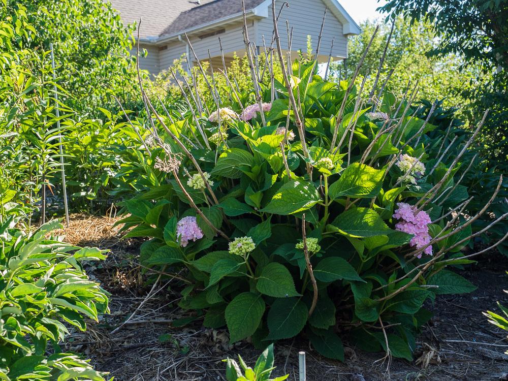 Photo of Bigleaf Hydrangea (Hydrangea macrophylla Endless Summer® The Original) uploaded by frankrichards16