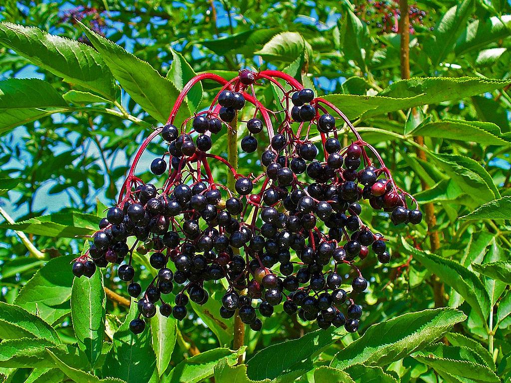 Photo of Elderberry (Sambucus nigra) uploaded by robertduval14