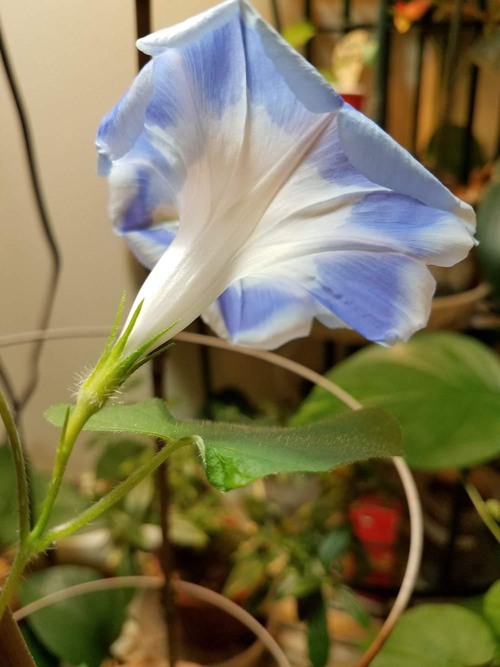Photo of Blue Silk (Ipomoea nil 'Akatsuki no Tsuyu') uploaded by Gerris2