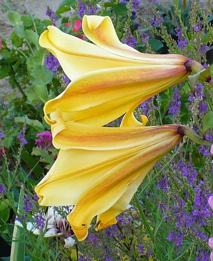 Photo of Lily (Lilium Golden Splendor) uploaded by HemNorth