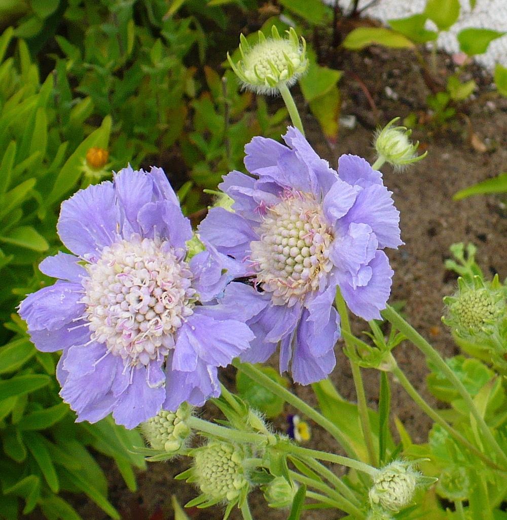 Photo of Pincushion Flower (Lomelosia caucasica 'Perfecta Blue') uploaded by HemNorth